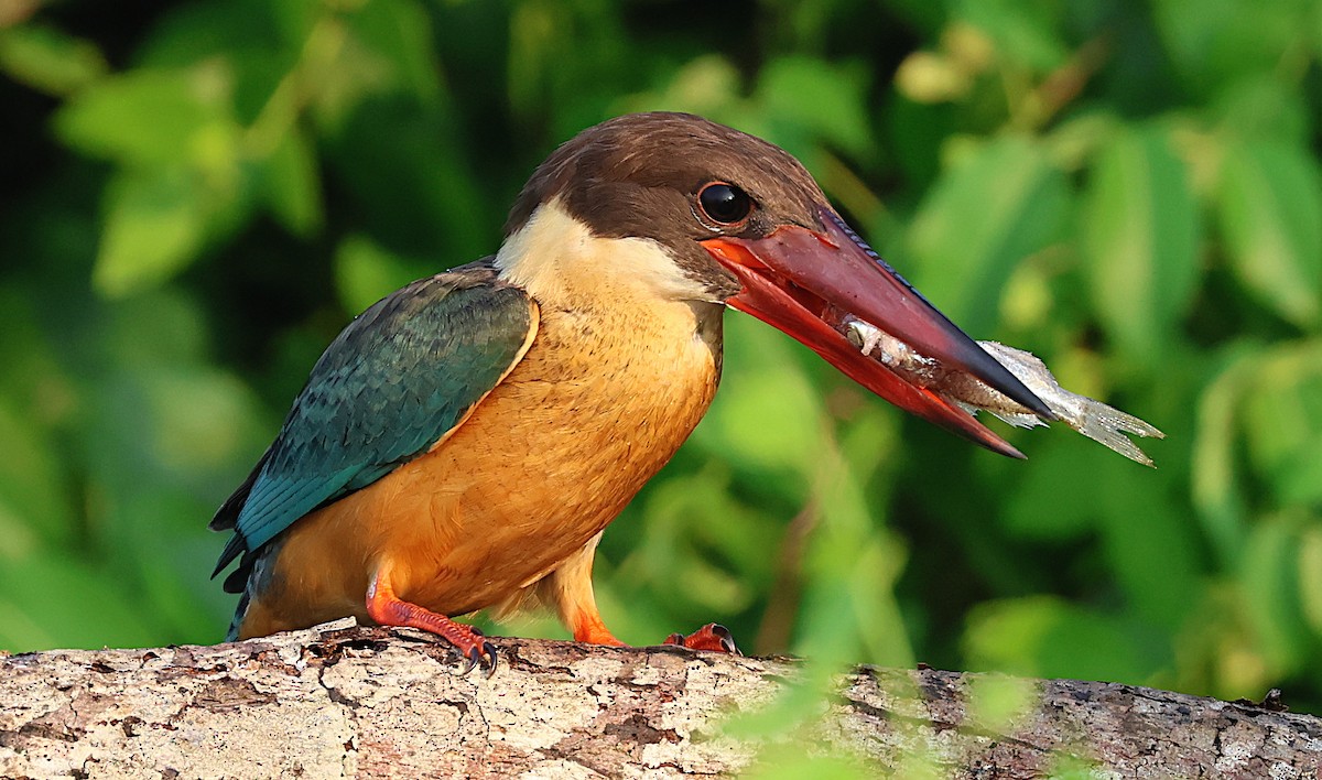 Leylek Gagalı Yalıçapkını - ML646284428