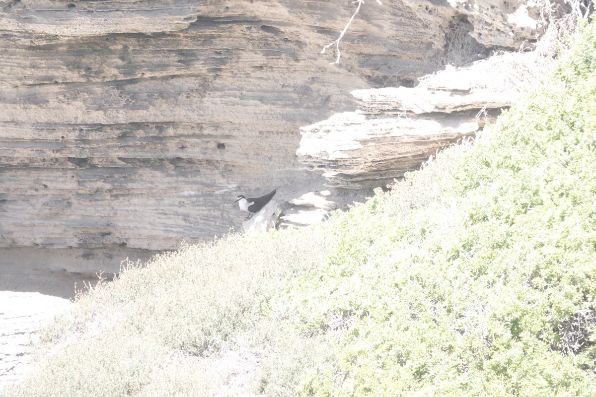 rybák uzdičkový - ML646284430