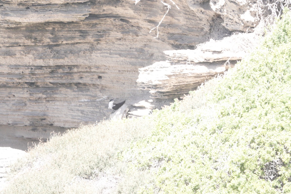 rybák uzdičkový - ML646284431