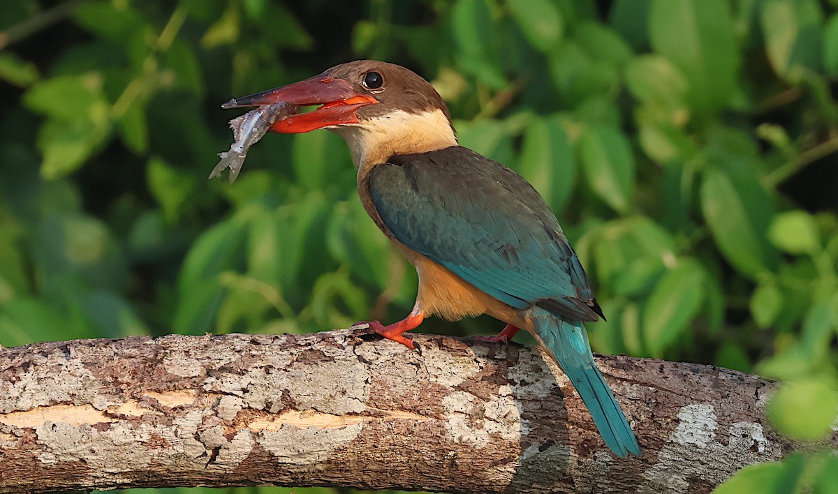 Leylek Gagalı Yalıçapkını - ML646284443