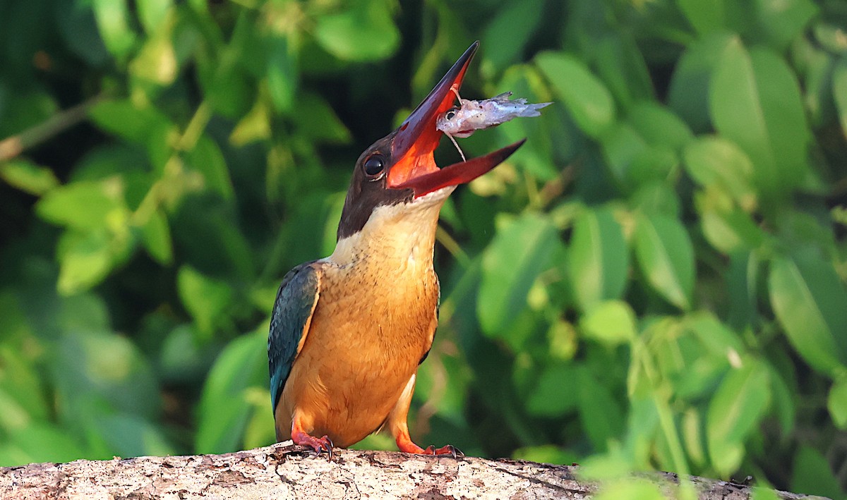 Leylek Gagalı Yalıçapkını - ML646284450