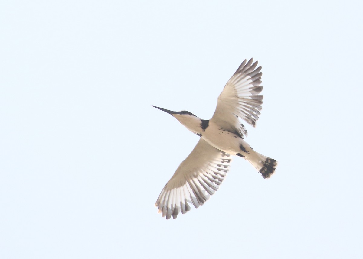 rybařík jižní - ML646284452