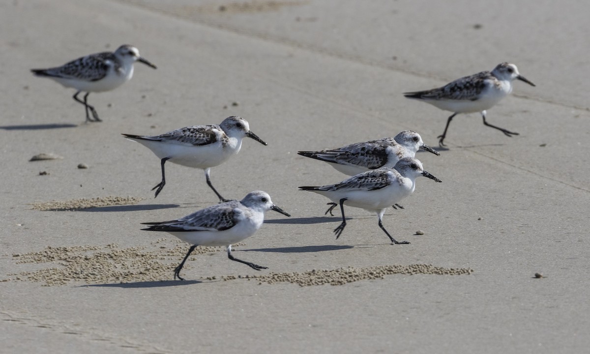 jespák písečný - ML646284453