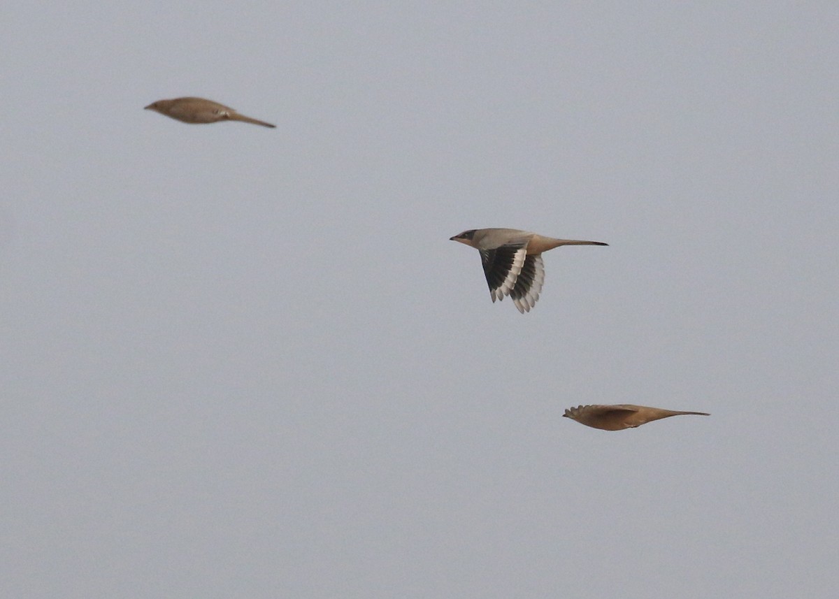 hedvábník šedý - ML646284454