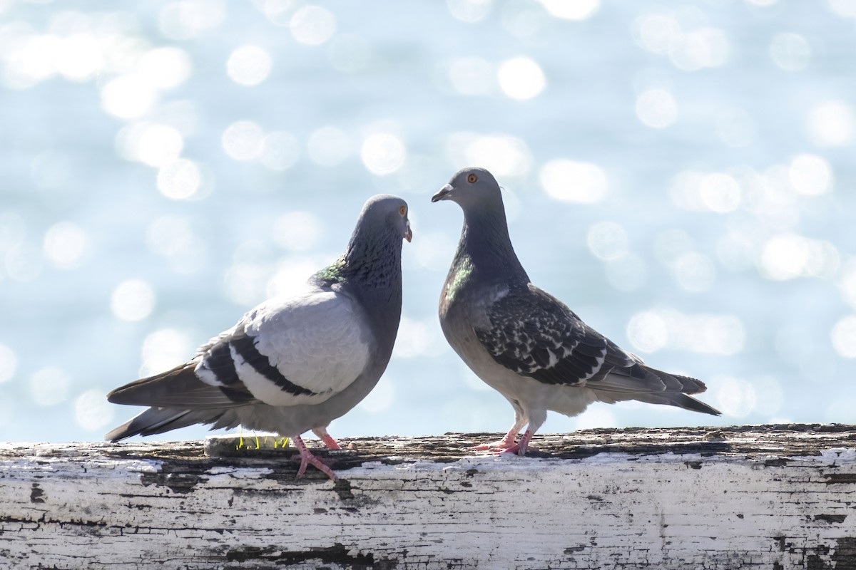 holub skalní (domácí) - ML646284455