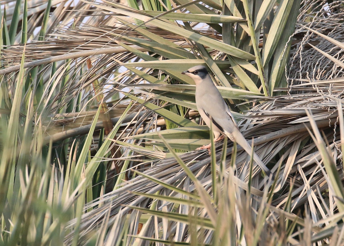 hedvábník šedý - ML646284456