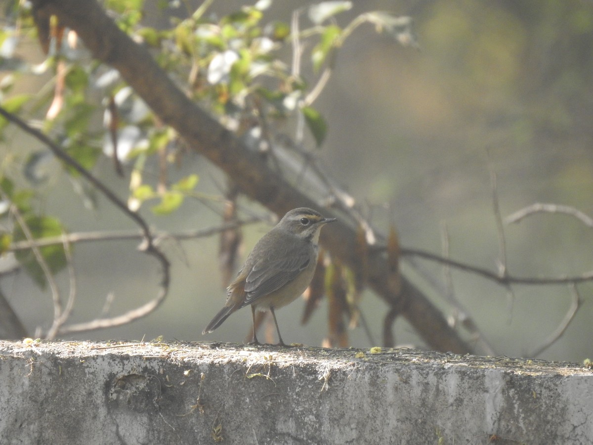 slavík modráček - ML646284457