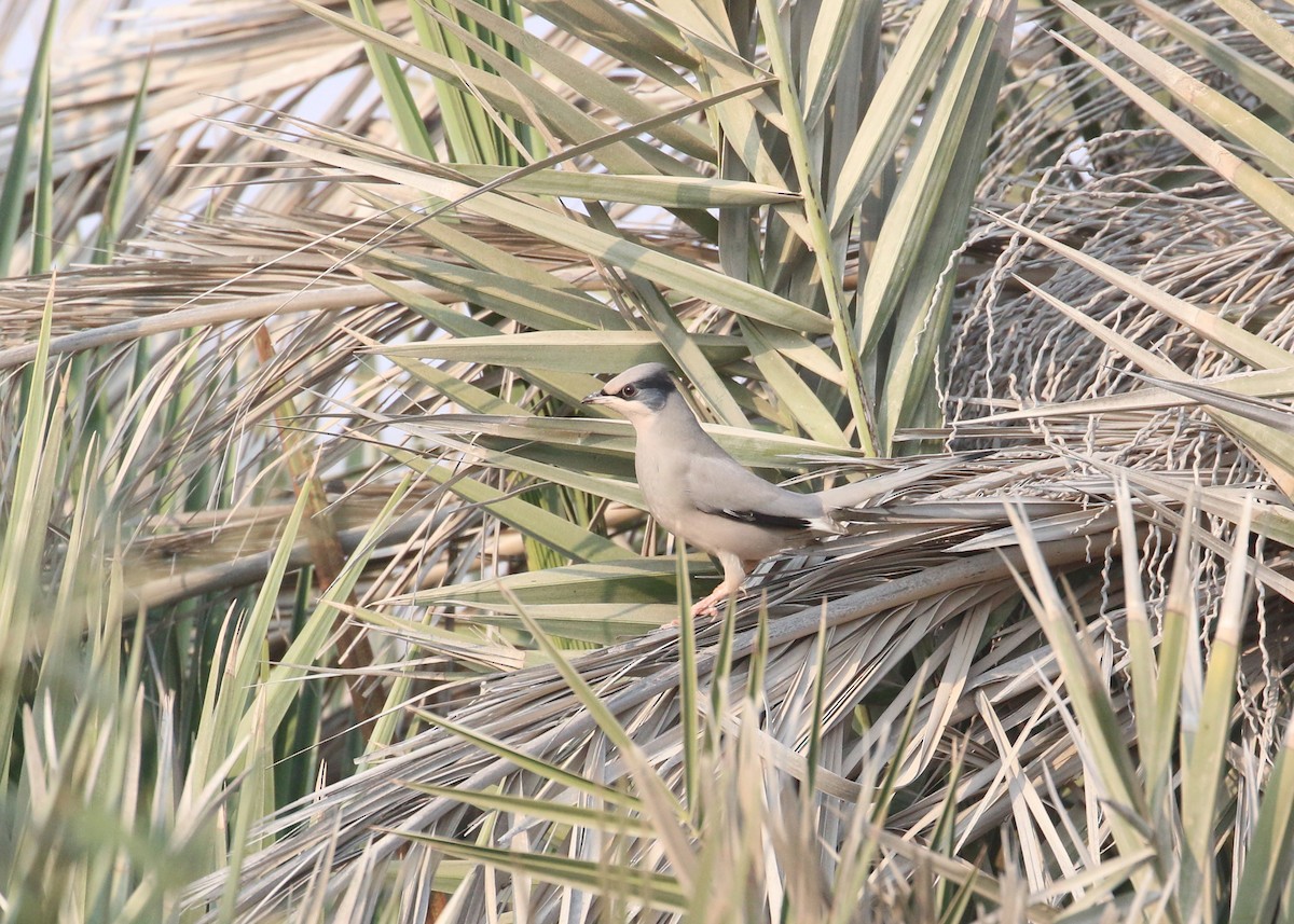 hedvábník šedý - ML646284458