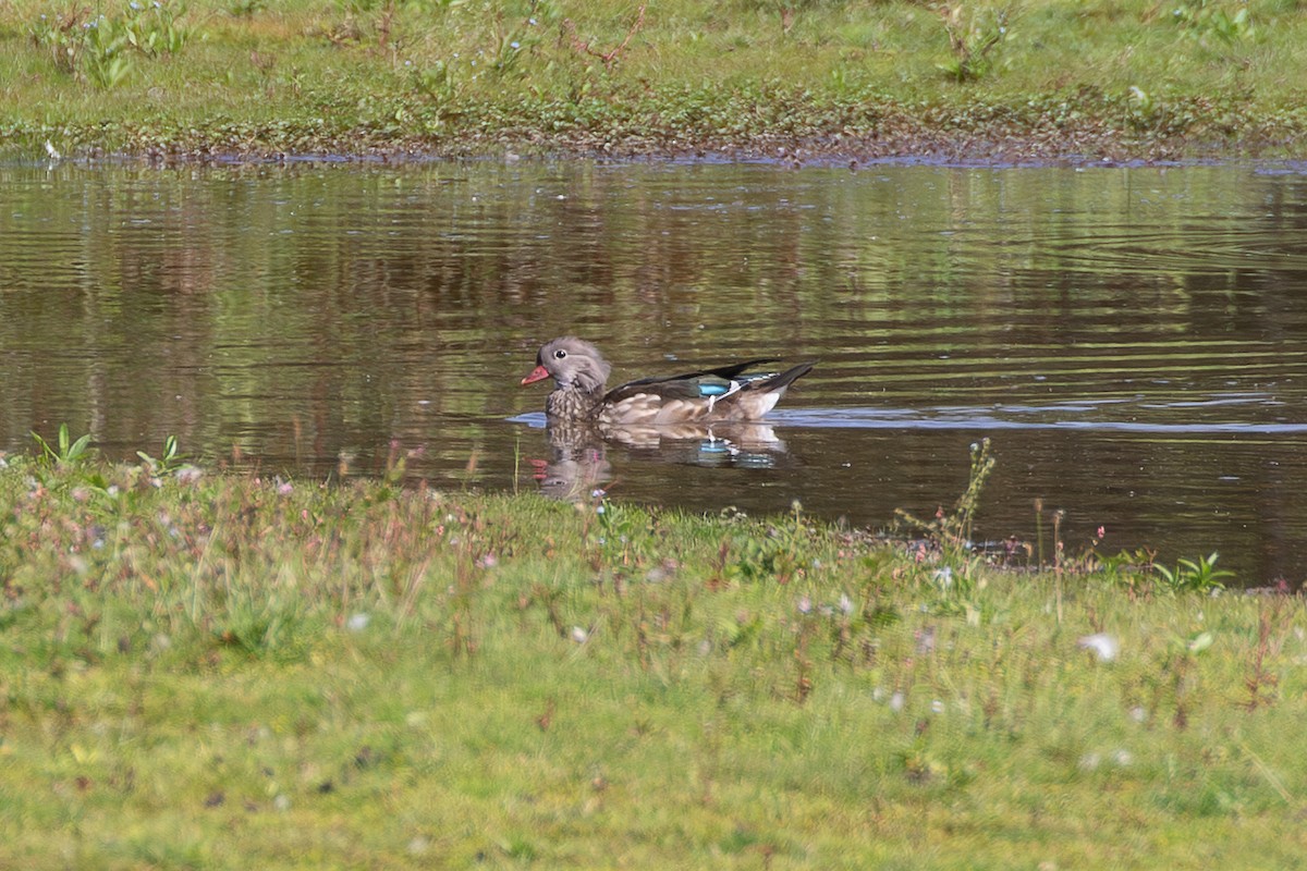 kachnička mandarínská - ML646284459