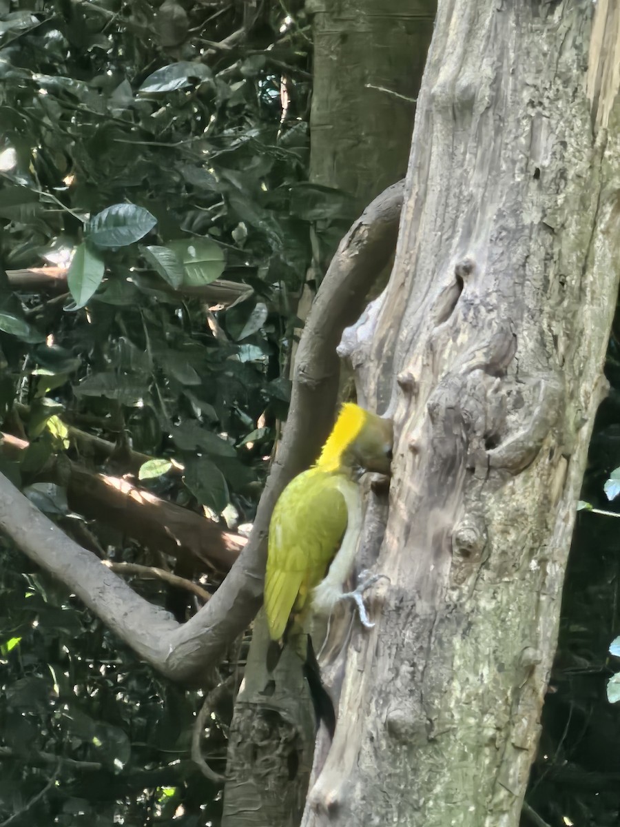 žluna žlutotýlá - ML646284460