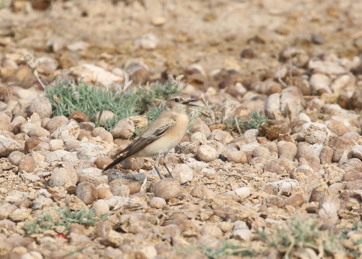 bělořit pouštní - ML646284461