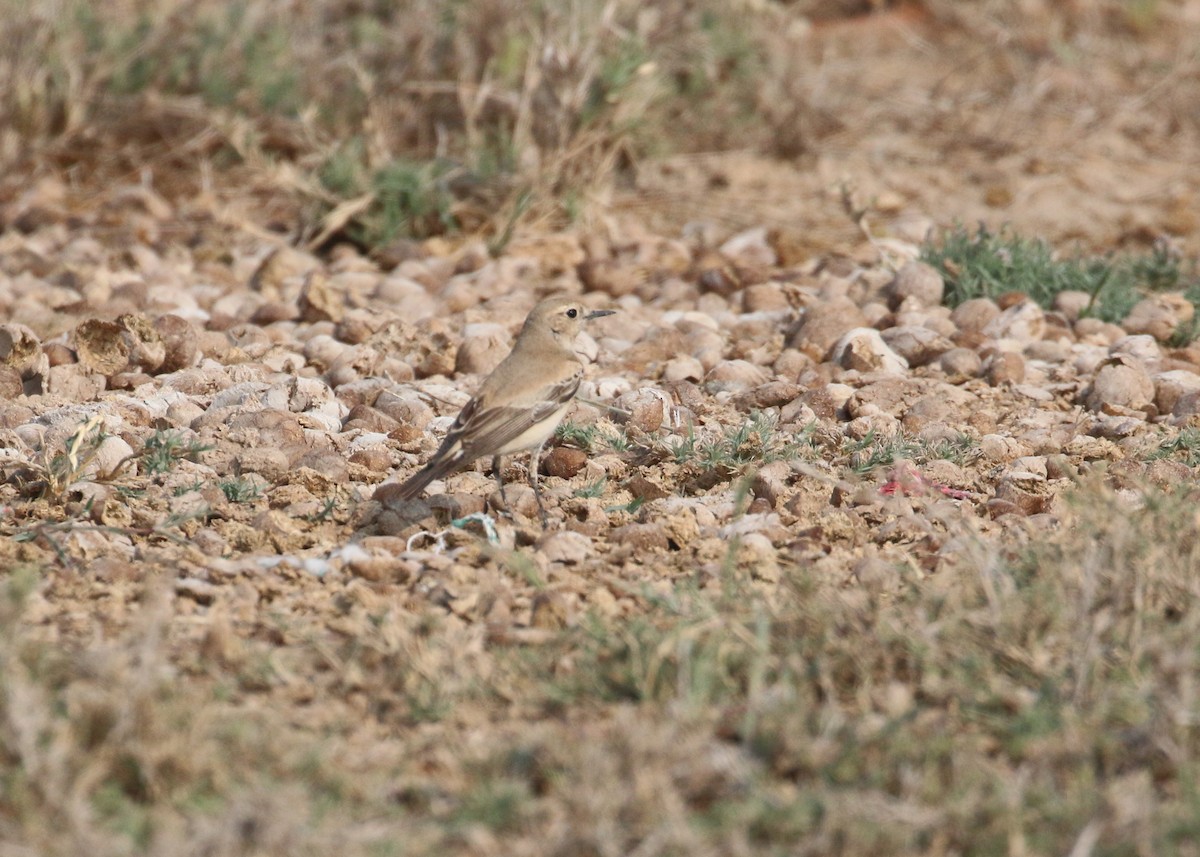 bělořit pouštní - ML646284462