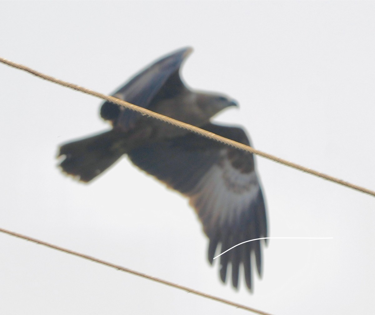 luňák hnědý - ML646284463