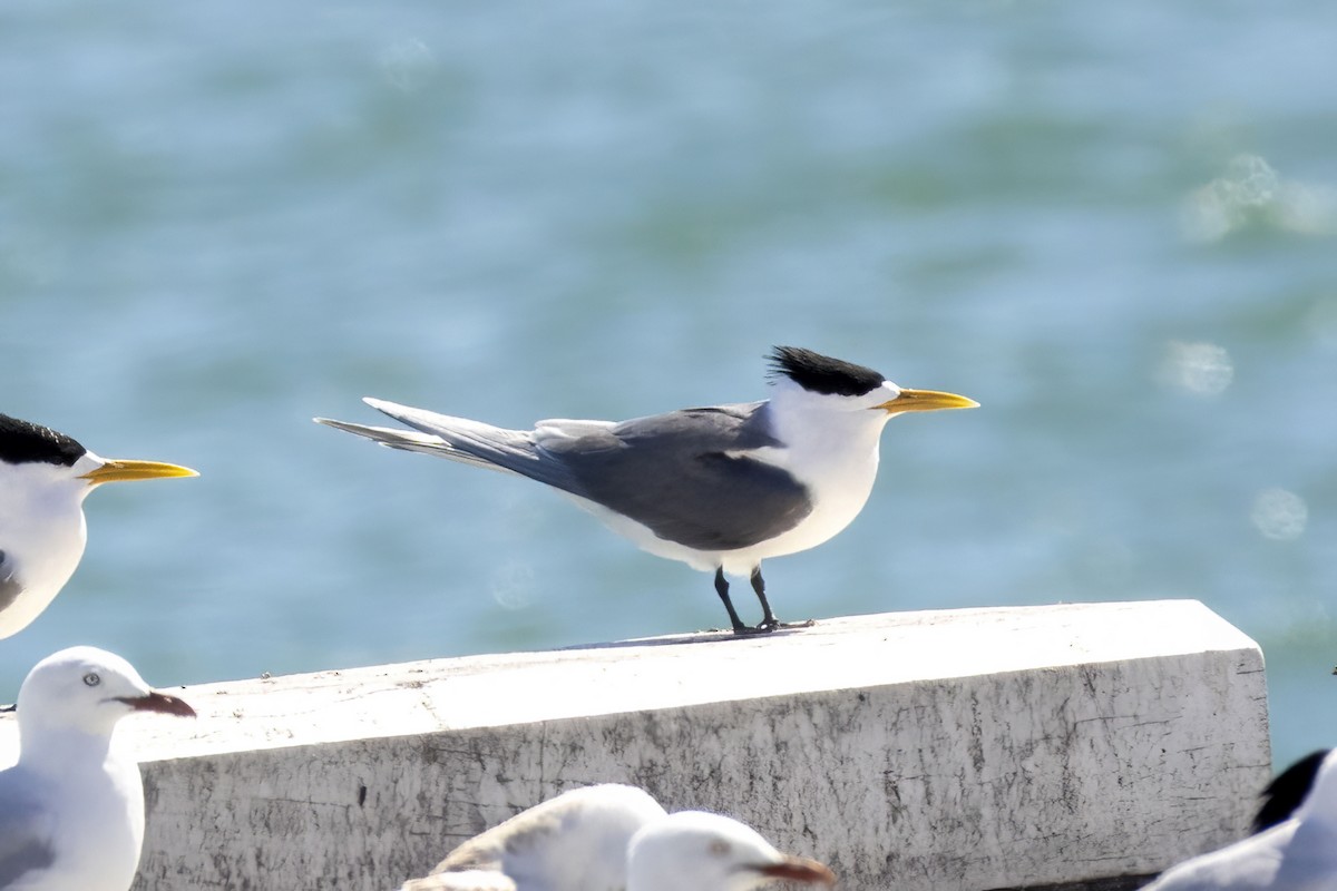 rybák chocholatý - ML646284465