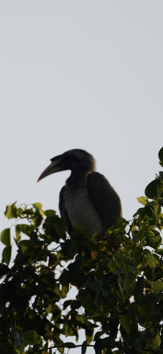 zoborožec klínoocasý - ML646284466