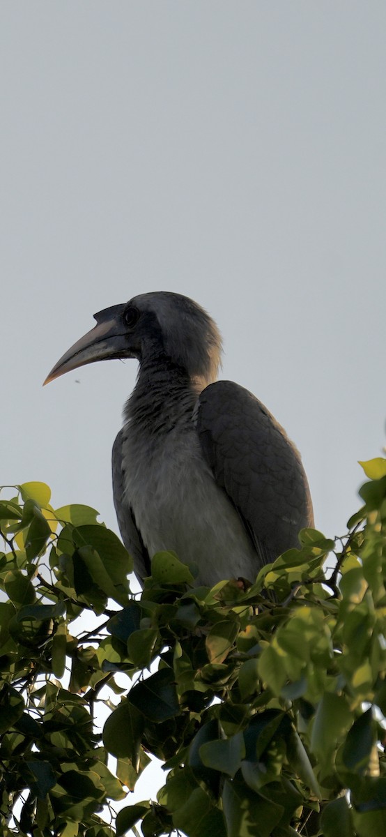 zoborožec klínoocasý - ML646284467