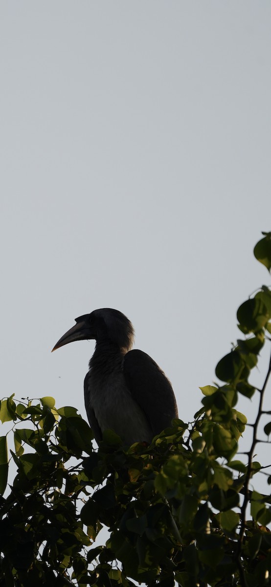 zoborožec klínoocasý - ML646284468