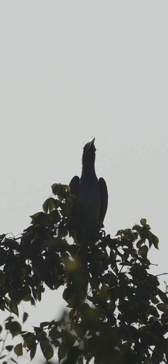 zoborožec klínoocasý - ML646284469