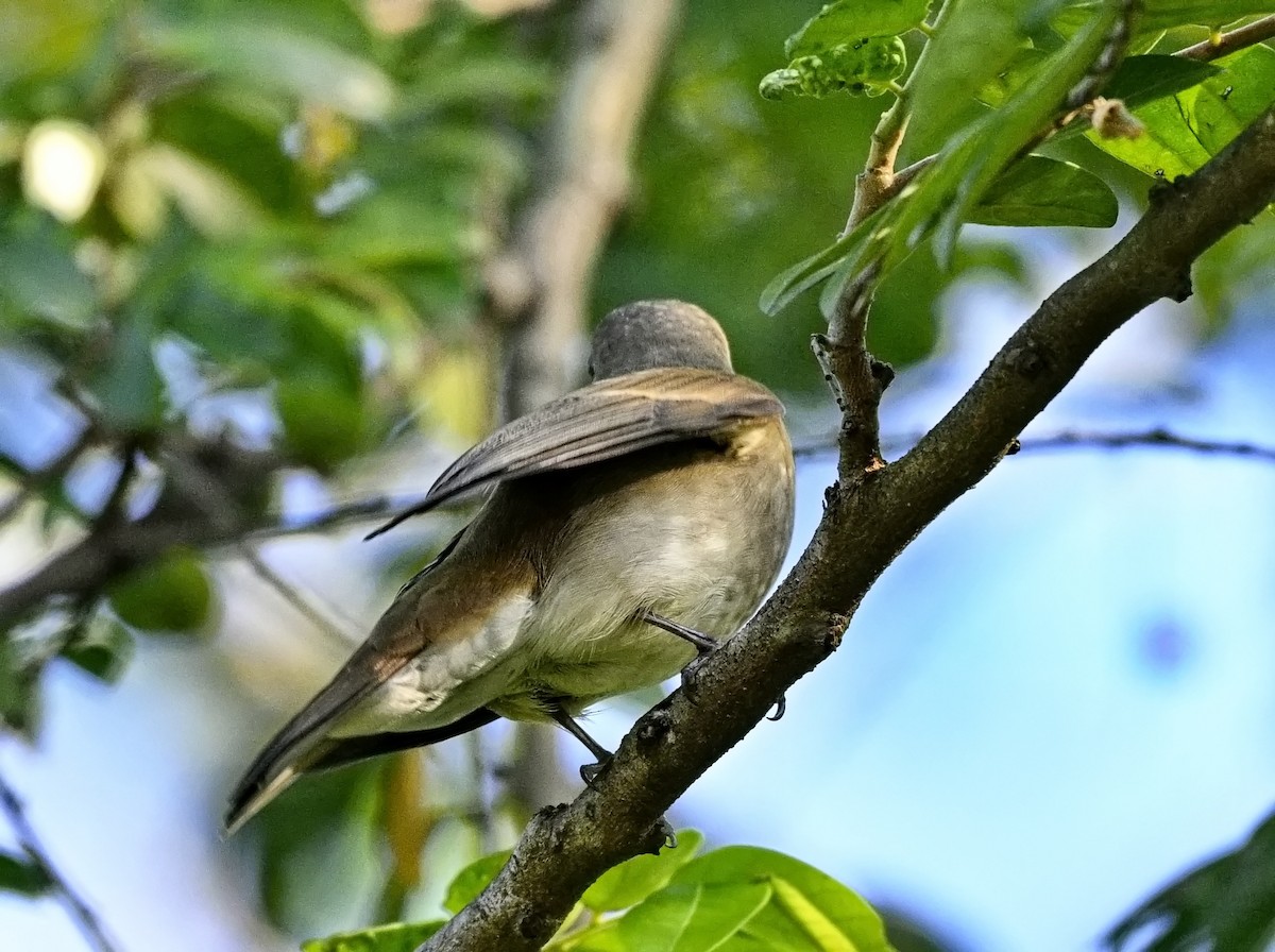 Blue-and-white/Zappey's Flycatcher - ML646284470