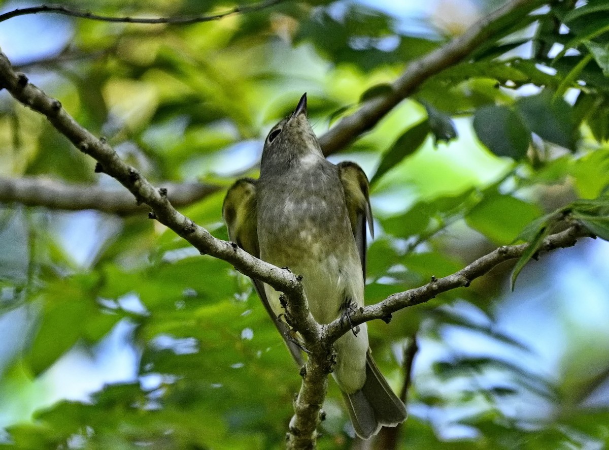 Blue-and-white/Zappey's Flycatcher - ML646284471
