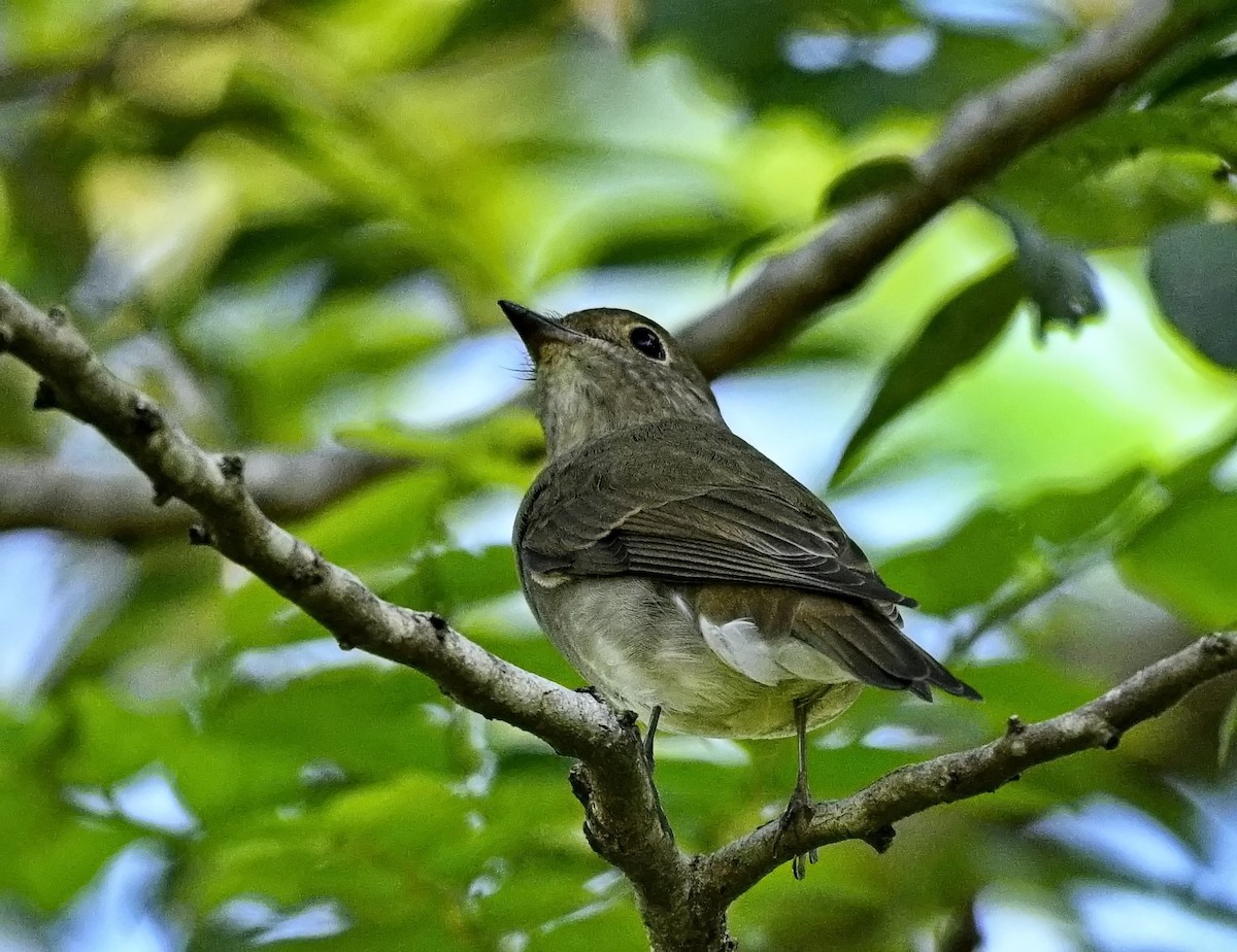 Blue-and-white/Zappey's Flycatcher - ML646284472