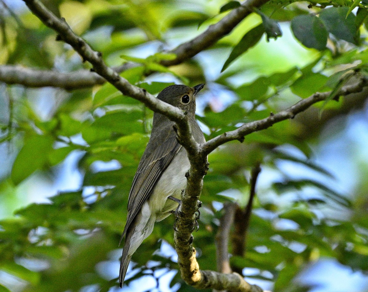 Blue-and-white/Zappey's Flycatcher - ML646284473