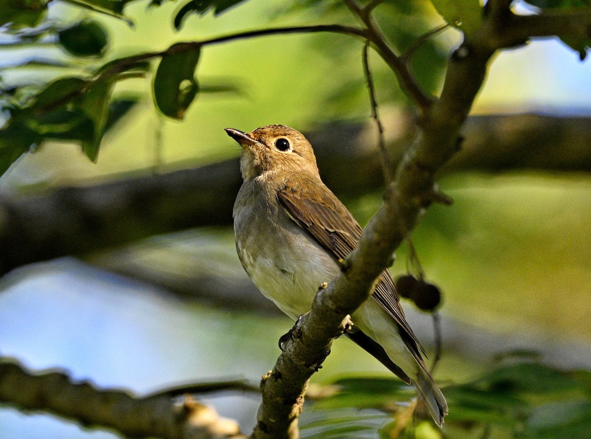 Blue-and-white/Zappey's Flycatcher - ML646284474