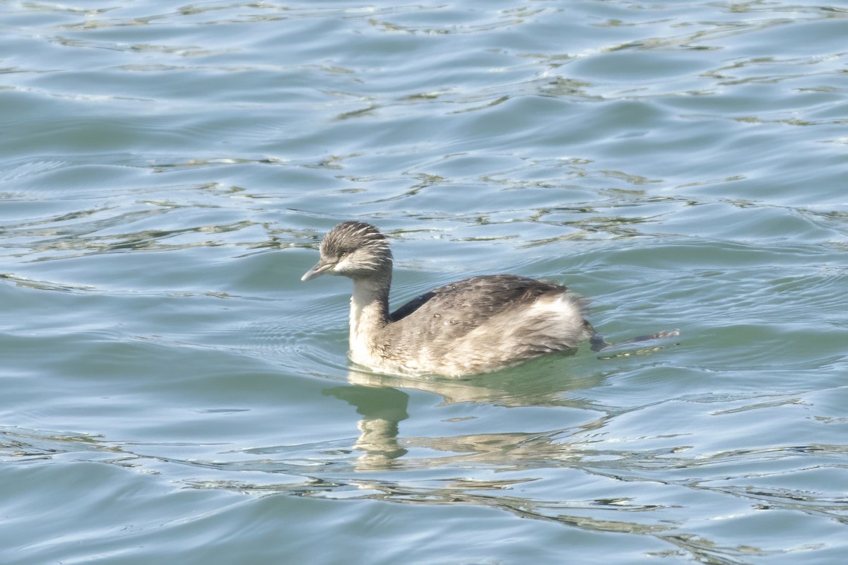 potápka šedohlavá - ML646284475