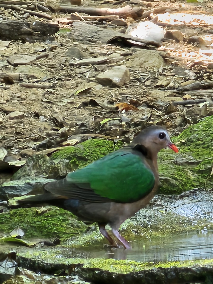 holub zelenokřídlý - ML646284477