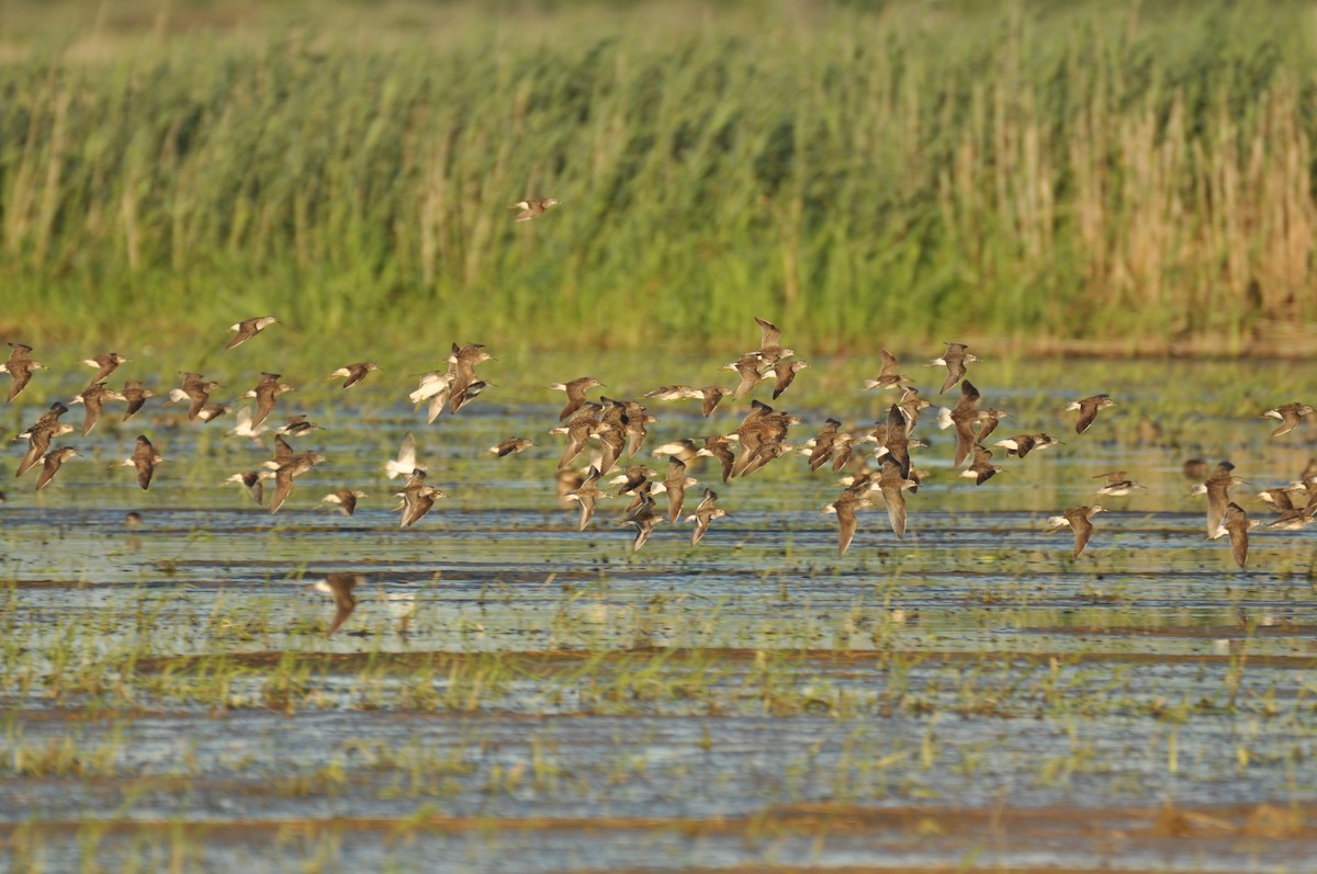 vodouš bahenní - ML646284478