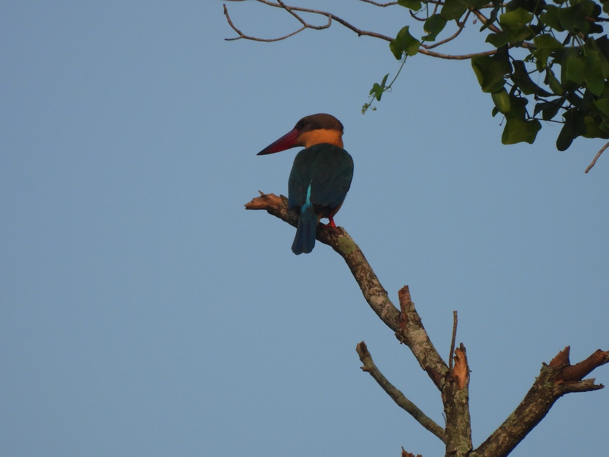 ledňáček čápozobý - ML646284479