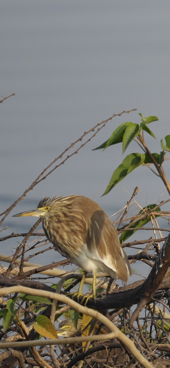 Indian Pond-Heron - ML646284491