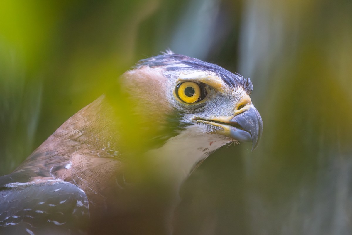Ornate Hawk-Eagle - ML646284500