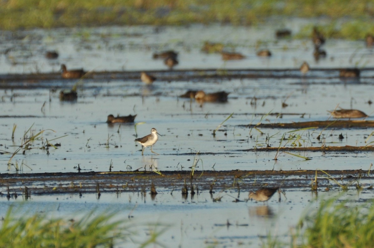 Marsh Sandpiper - ML646284501