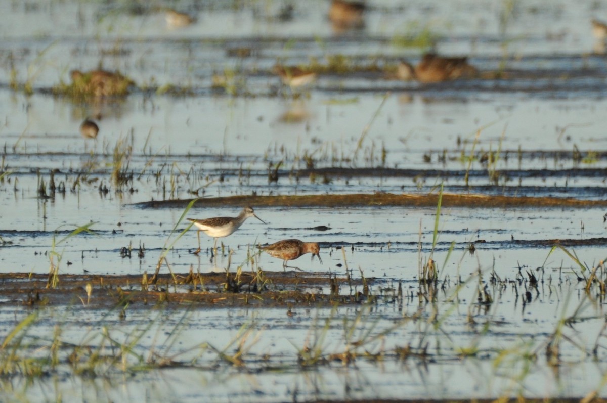 ביצנית עדינה - ML646284503