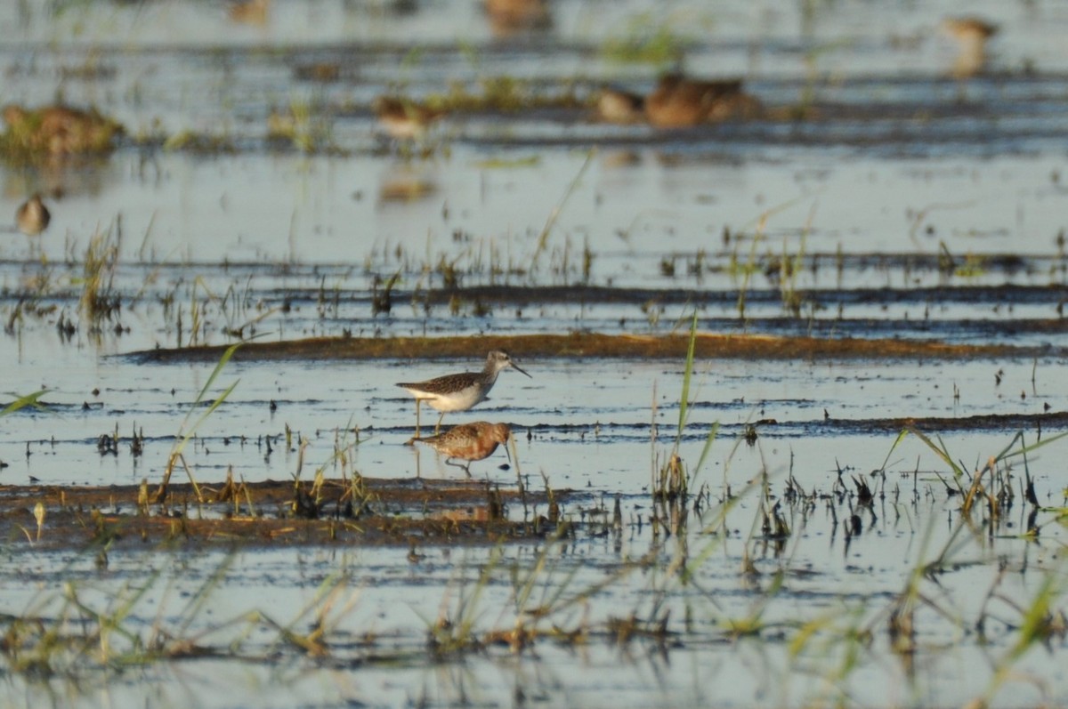ביצנית עדינה - ML646284504