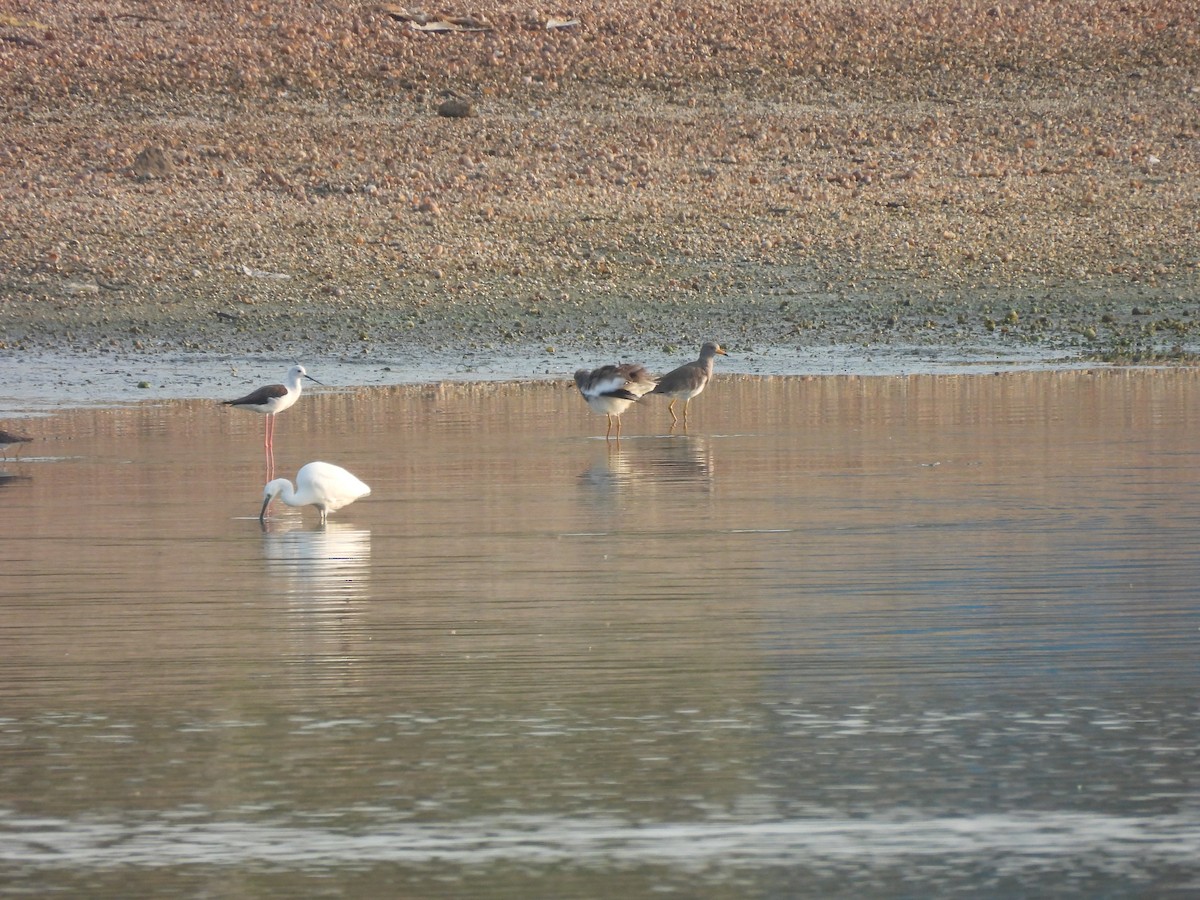 קיווית אפורת-ראש - ML646284506