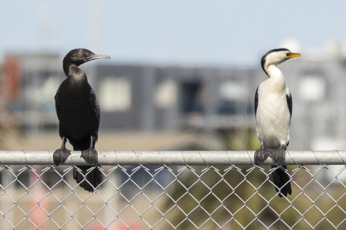 Little Black Cormorant - ML646284508