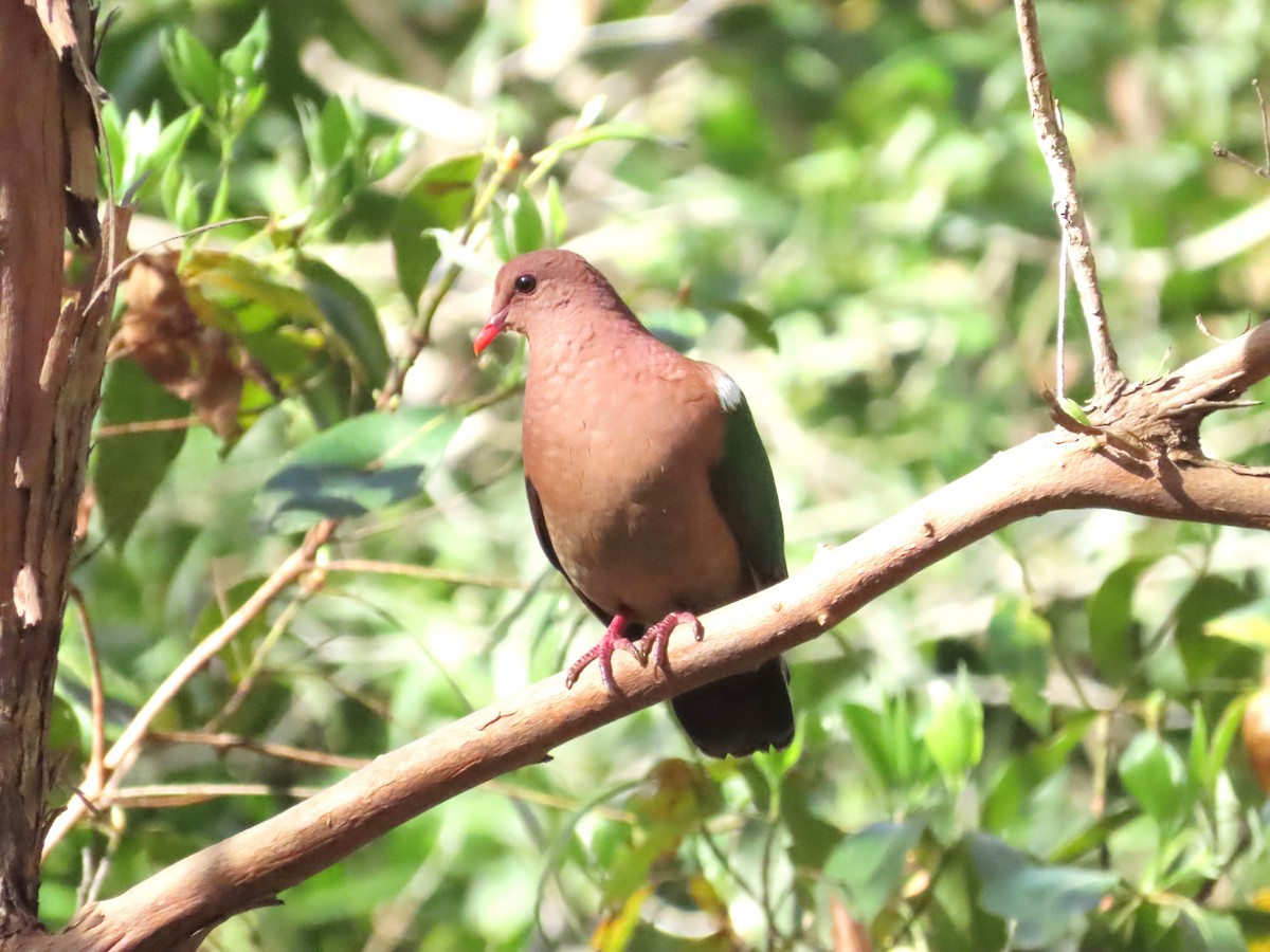 Pacific Emerald Dove - ML646284509