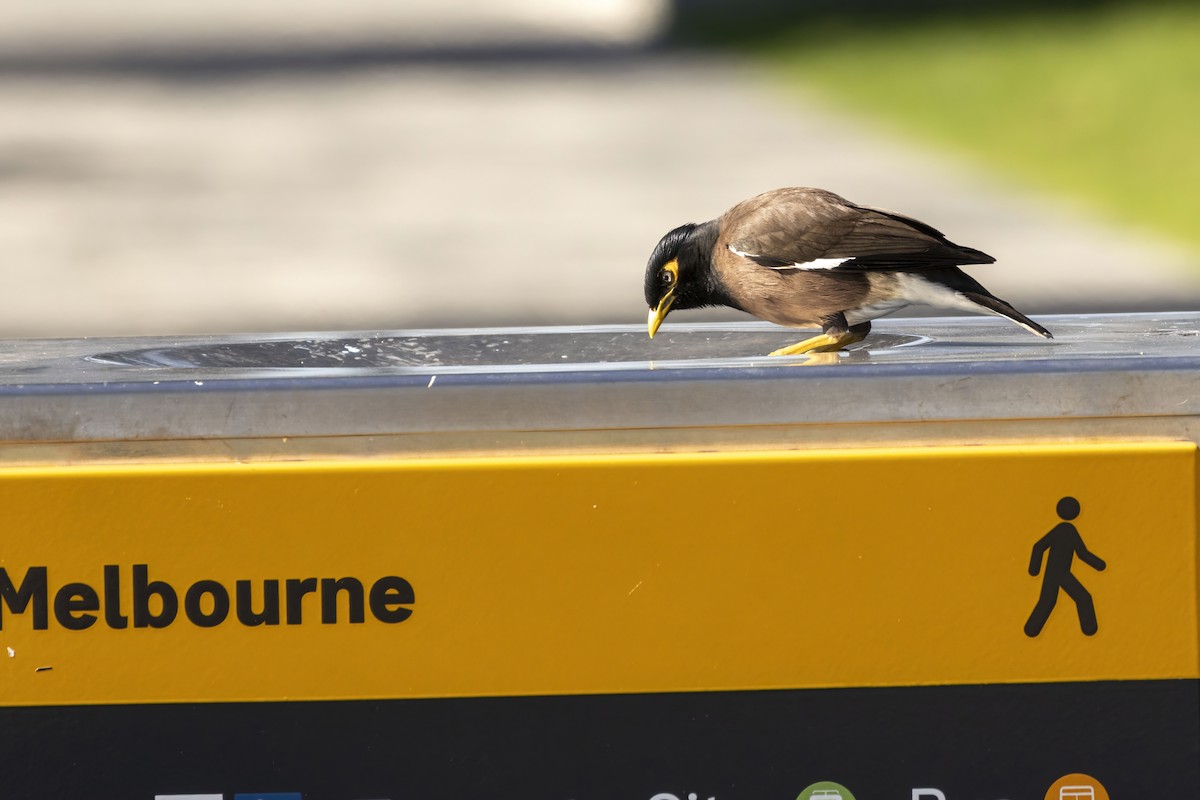 מיינה מצויה - ML646284510