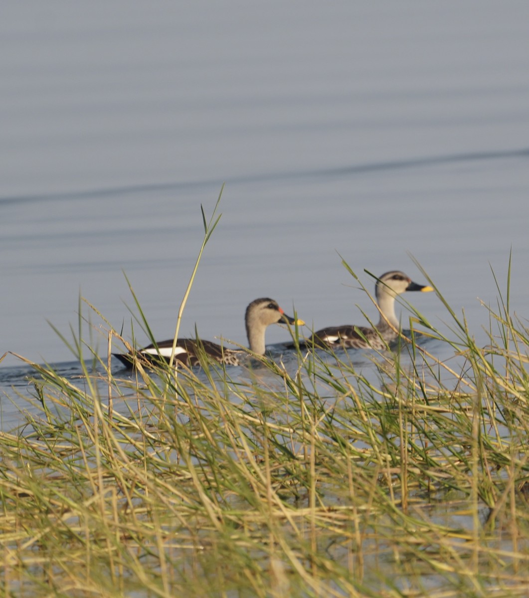 ברווז עקוד-מקור הודי - ML646284511