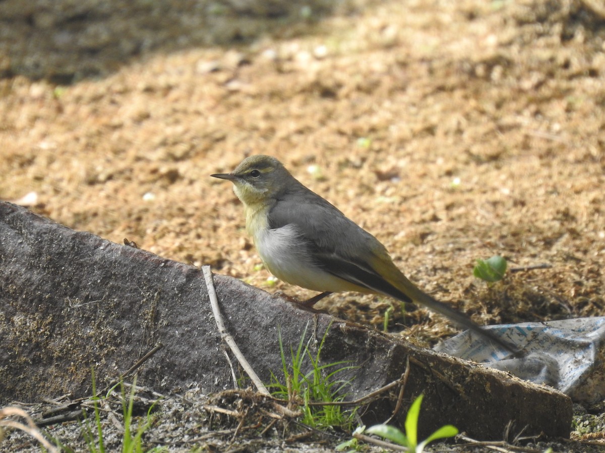 נחליאלי זנבתן - ML646284512