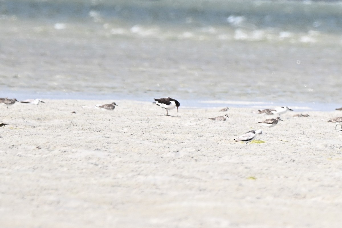 שלצדף החוף - ML646284513