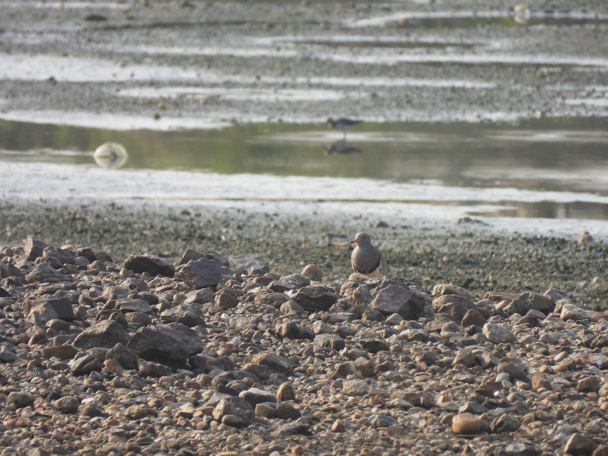 קיווית אפורת-ראש - ML646284514