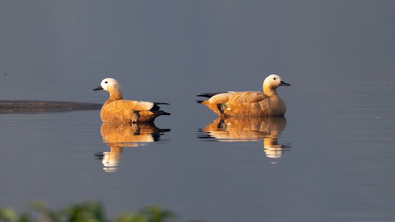 קזרקה חלודית - ML646284515