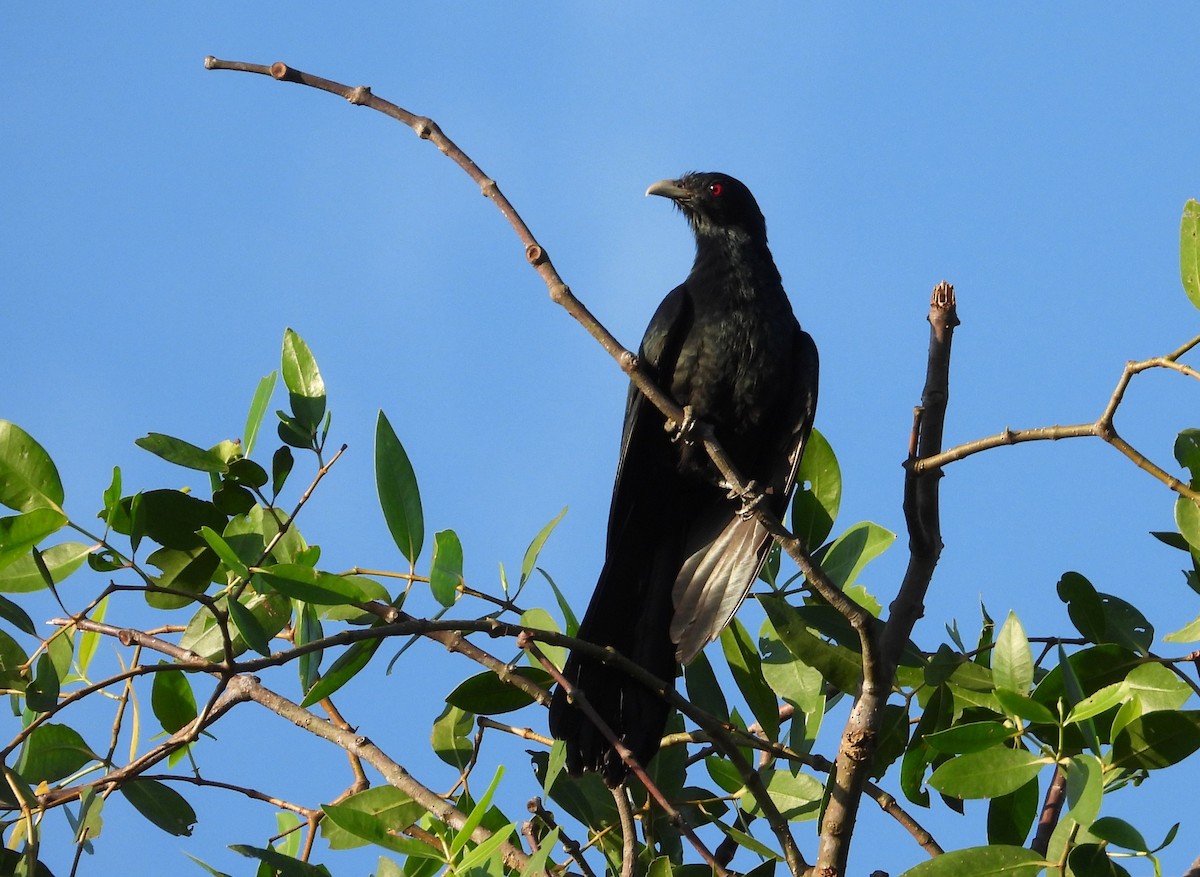 קואל אסייתי - ML646284516