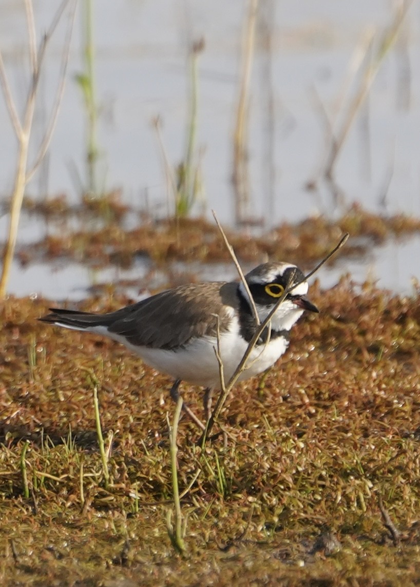 חופמי גדות - ML646284517