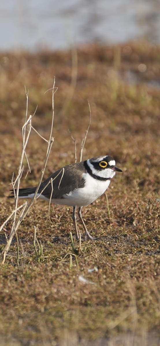 חופמי גדות - ML646284518