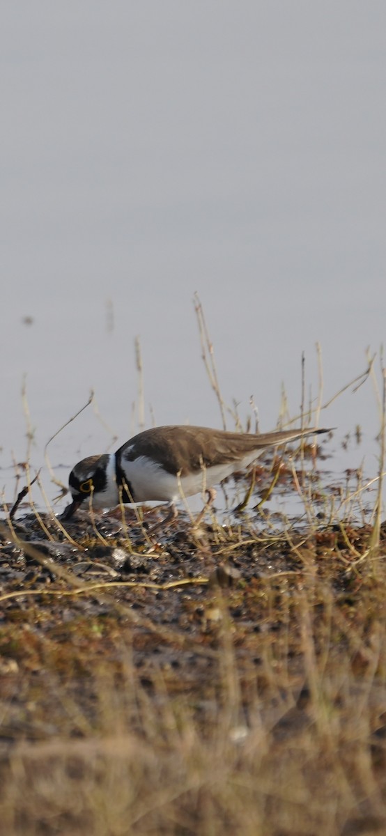 חופמי גדות - ML646284519