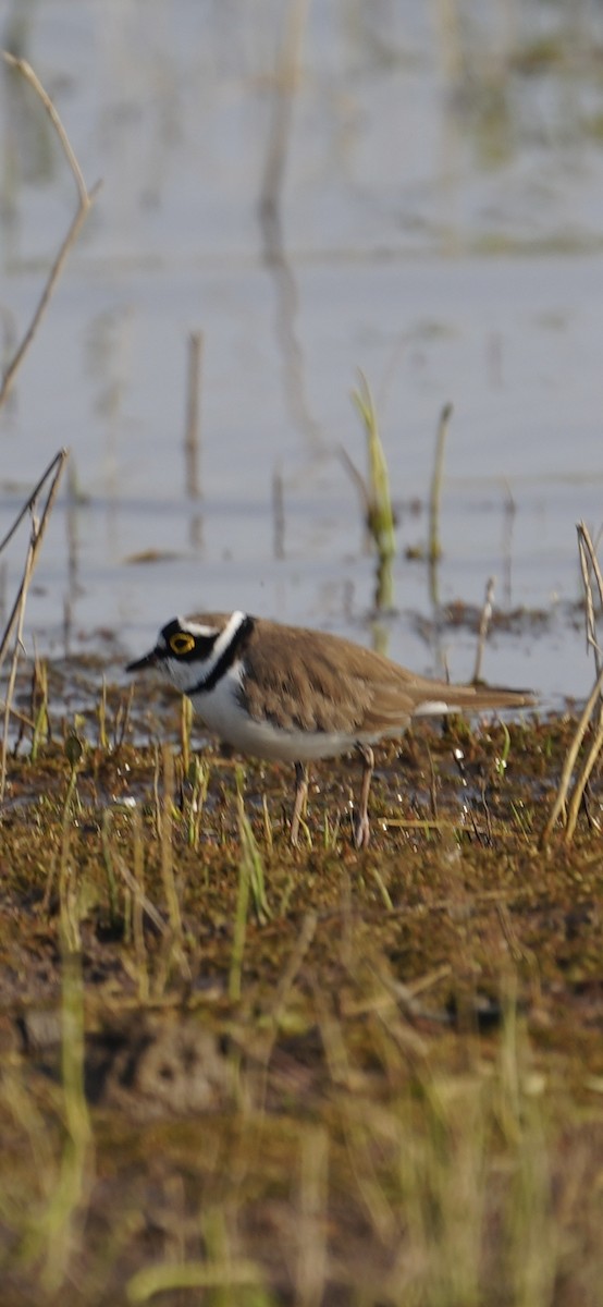 חופמי גדות - ML646284520